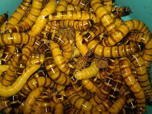 500 - Large Live Superworms - Reptile Food