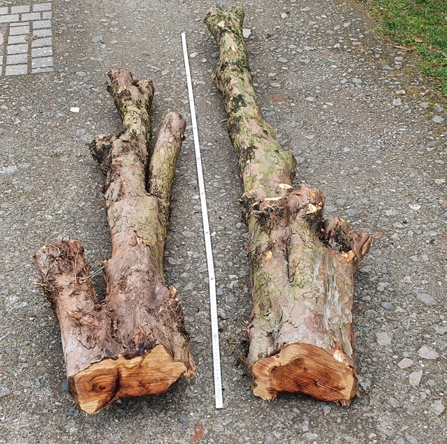 EIBE EIBENHOLZ DRECHSELN Drechselholz Schnitzholz Messergriff Edelholz  Axtstiel EUR 30,00 - PicClick DE