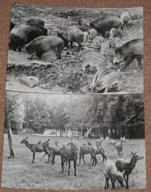 2 Motivkarte AK Ansichtskarte 1980 DDR neu Echt Foto Wildgehege Moritzburg