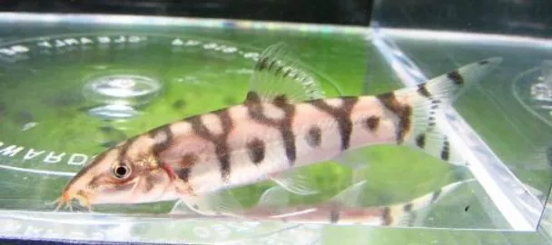 3 Yoyo Loaches Live Freshwater Aquarium Fish