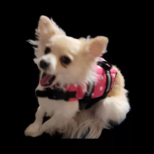 Paws Aboard Designer Dog Life Jacket - Size XXS - Pink Polka Dot