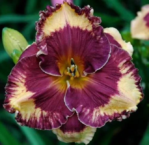 MAGICAL MYSTERY SHOW  Daylilies 3 fans Return and multiply yearly World's Finest