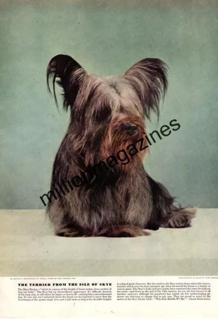 1941 Skye Terrier original print from Esquire by Henry Waxman - rare