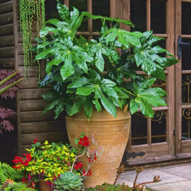 Semillas de aralia japonesa Fatsia*Fatsia japonica*Planta de sombra perenne*ALEMANIA