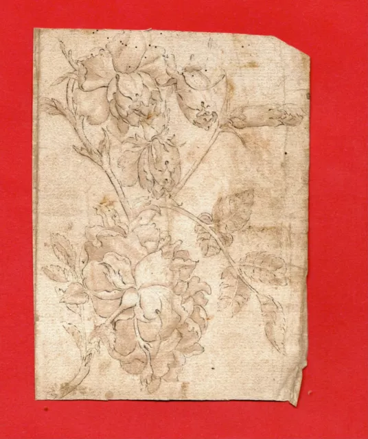 D*A39-Dessin Original-N.s-Étude De Fleurs-[Pavot-Double Anémones]-Vers 1790