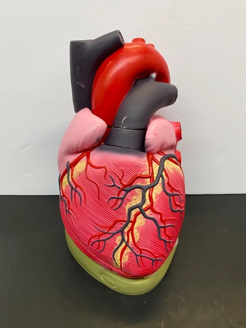 HUMAN HEART MODEL Oversize - Anatomical, Dissectible, Study, Demo $35. ...