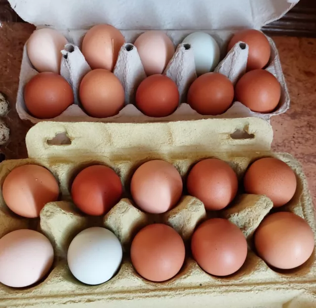 10 (keine) Bruteier Von Glücklichen Hühnern Eier