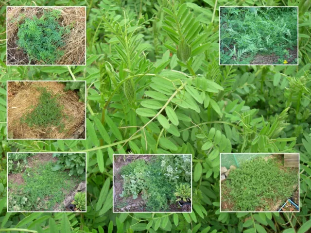 Vesce Velue - Vicia Villosa - Hairy Vetch - (Engrais Vert) - SEM05 3