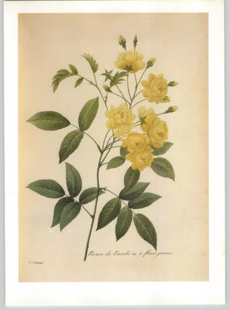P. J. Redoute Beautiful Flowers Rosa Banksiae Botanical Art Book Plate 88