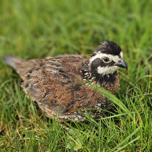 12X NORTHERN BOBWHITE Quail hatching eggs £29.99 - PicClick UK