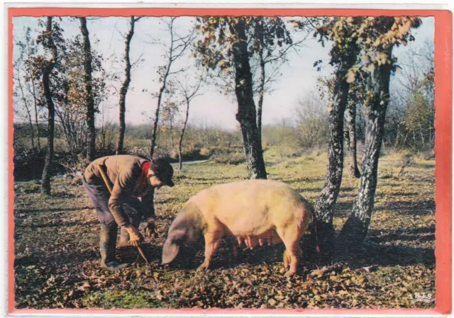 Cpa/Cpsm/Cp Carte Vintage Chercheur De Truffes Cochon / Pig Truffle Researcher