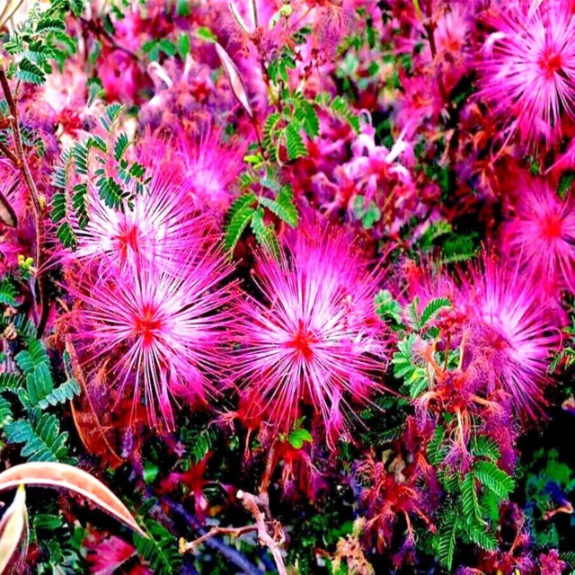Pink Fairy Duster Tree Seeds Mesquitella eriophylla Flowering Mimosa Plant RARE!