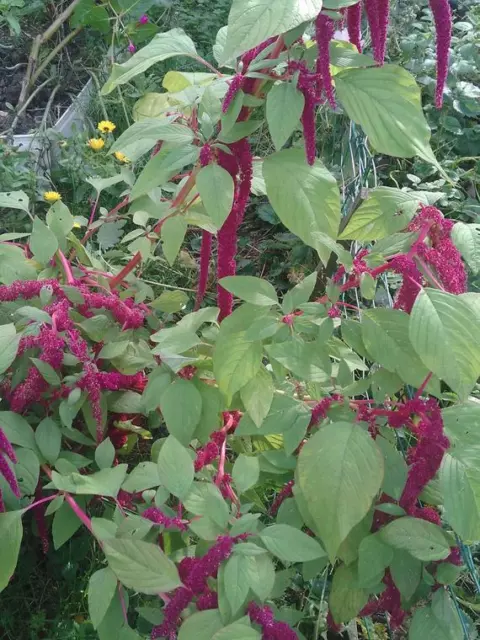 Fleurs à plumes,graines des fleurs de crête de coq,crête de coq BIO,fleurs biolo