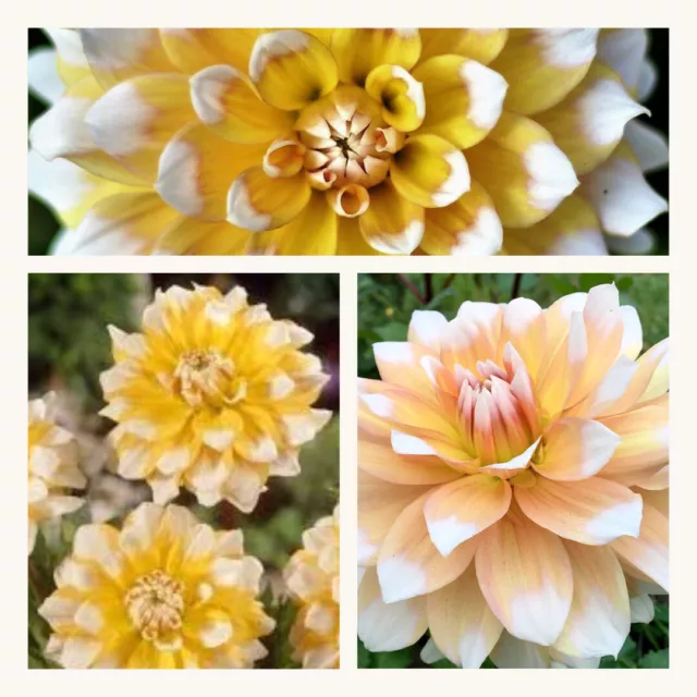 Dahlia Dinnerplate Seattle x  3 Tubers Grade l. Yellow White Summer Flowers.