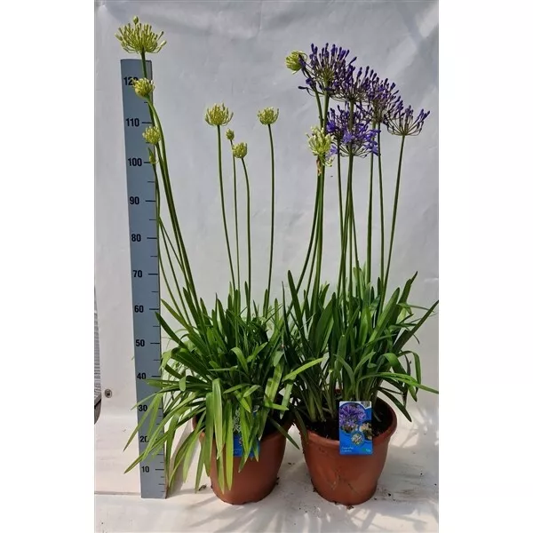 Agapanthus africanus 2 Liter Topf ca 70 cm Schmucklilie Liebesblume Kübelpflanze