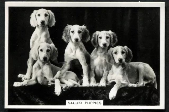 Tobacco Card, Senior Service, DOGS, DOG BREEDS, 1939, Saluki Puppies, #14