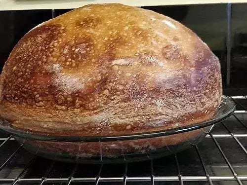 ALASKAN SOURDOUGH STARTER bread yeast very strong, alaska sour extremely active
