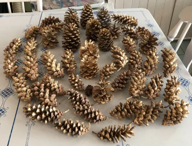 Conos de pino - Lote de 47 tamaños surtidos - 13 ""Stand-ups"" - Pintados de oro - Artesanía / Hobby