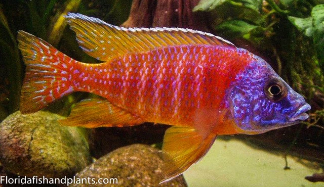 Reuben Peacock "Ruby" Aulonocara African Cichlid, Guaranteed
