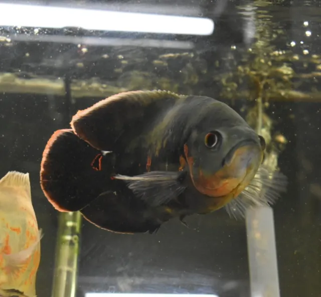 Live Tiger Oscar Cichlid (8-9" Large Freshwater Aquarium Fish) *PLS READ DESCR*