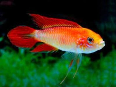 Apistogramma agassizi fire red pair Live Freshwater Aquarium Fish