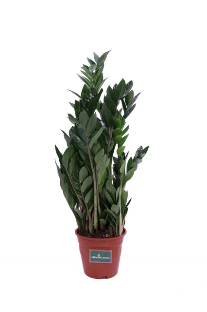 Pianta Da Interno ZAMIOCULCAS V.12 | Leroy Merlin