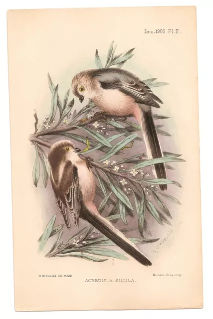 H. Grönvold: hand-colored lithograph, IBIS journal, Long-Tailed Tit, Sicily, `02