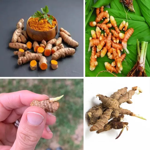 50+ Sprouted turmeric live rhizomes curcuma Longa Roots Ready To Plant Tumeric