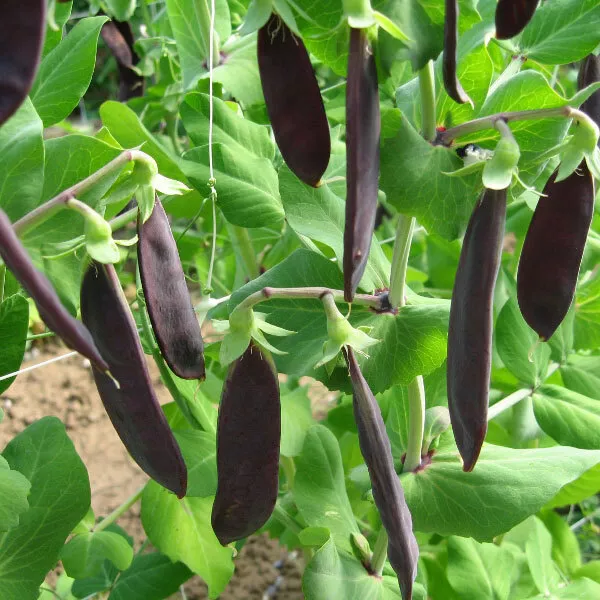 Vegetable Pea - Mangetout & Snap - Shiraz (Mangetout) - Kings Seeds - 200 Seeds