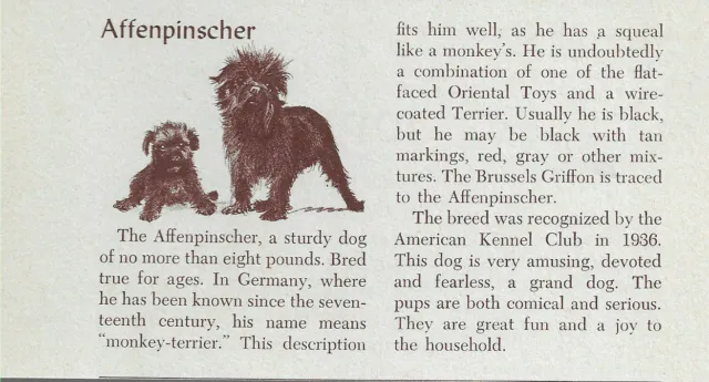 Affenpinscher - CUSTOM MATTED - Vintage Dog Art Print - 1954 M. Dennis