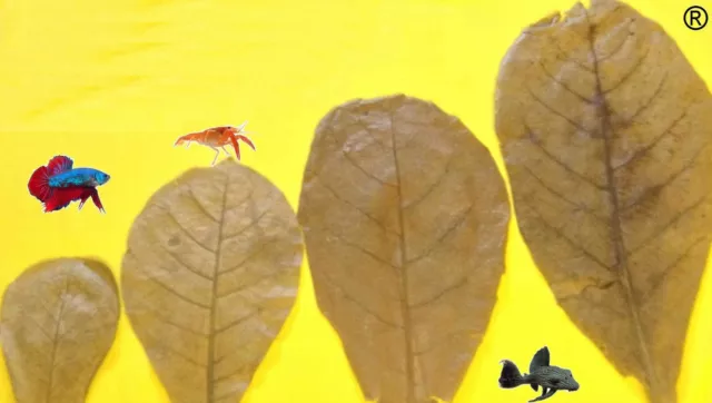 100 Gramm ca.20-100 Premium Catappa Leaves je nach Größe - Wählen Sie selbst aus