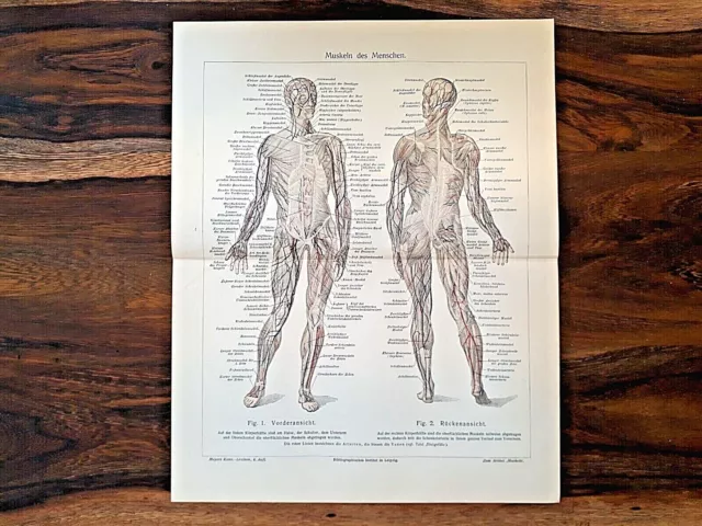 Alte Lithographie,  Muskeln des Menschen, ca.1920, Anatomie ,Schautafel, Rarität