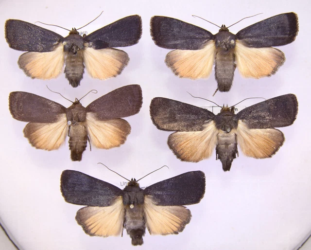 5 X AMPHIPYRA livida aus Ungarn/Schlesien EUR 12,00 PicClick DE