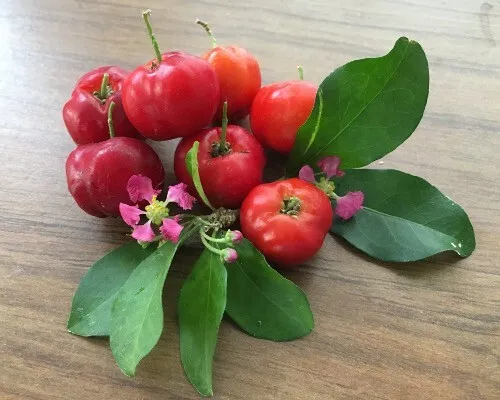 Acerola - Barbados Cherry - Malpighia emarginata