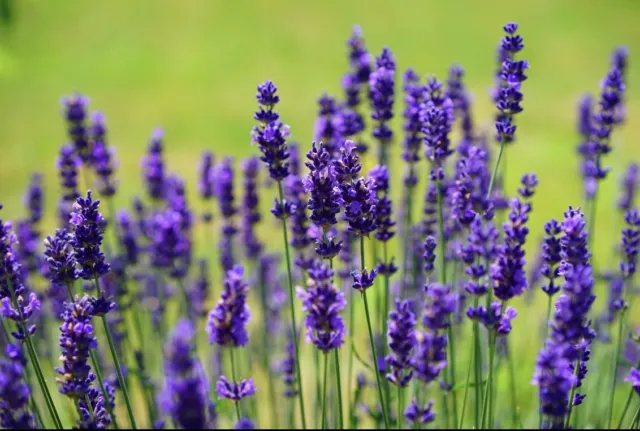 LAVENDER SEEDS 'TRUE’ (Lavender vera) 50 Seeds Fragrant Flowers