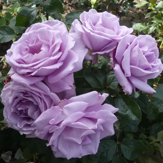 Rose Shrub Flower Garden Summer Strongly Scented Plant-"Blue Moon"-Bare Roots