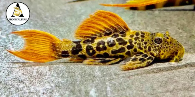 L600 Pleco SMALL live freshwater aquarium fish 3cm + ( 1.2 Inch + ) High Quality
