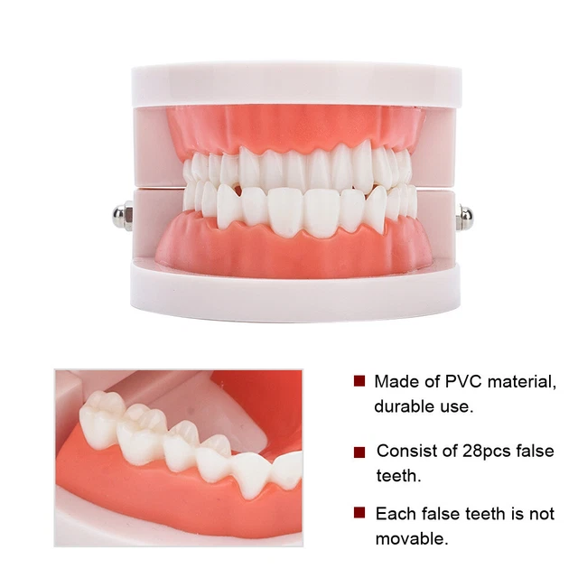Modello dentale dei denti fotografia stock. Immagine di igiene - 85464010