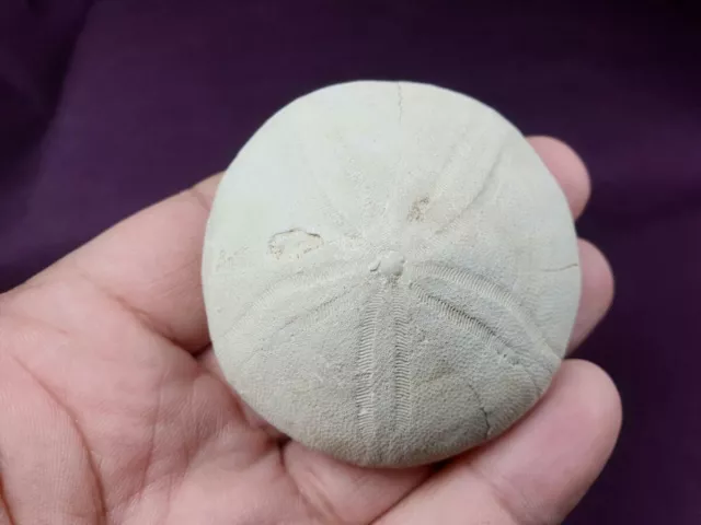 Echinolampas aldrichi , nice fossil oursin, seeigel, echinoid, urchin,Alabama