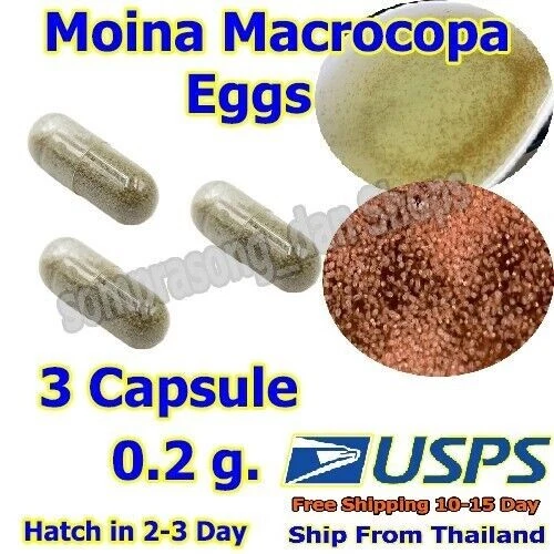 3 Cap P3 Moina Macrocopa eggs High protein Food For Betta Killifish Guppy Fish