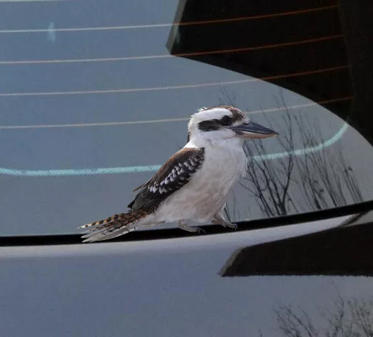 native Kookaburra decal Sticker Vinyl cut Australian made real photo animal Bird