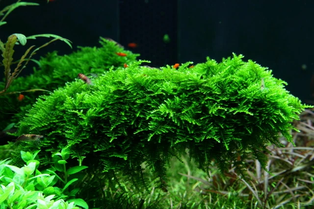 Aquarium Pflanze Moos Vesicularia dubyana Christmas Tropica Nr.003A TC in Vitro