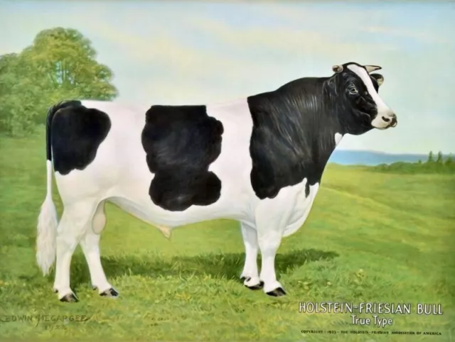 Holstein Friesian Bull, True Type NEW METAL SIGN: Great Artwork!