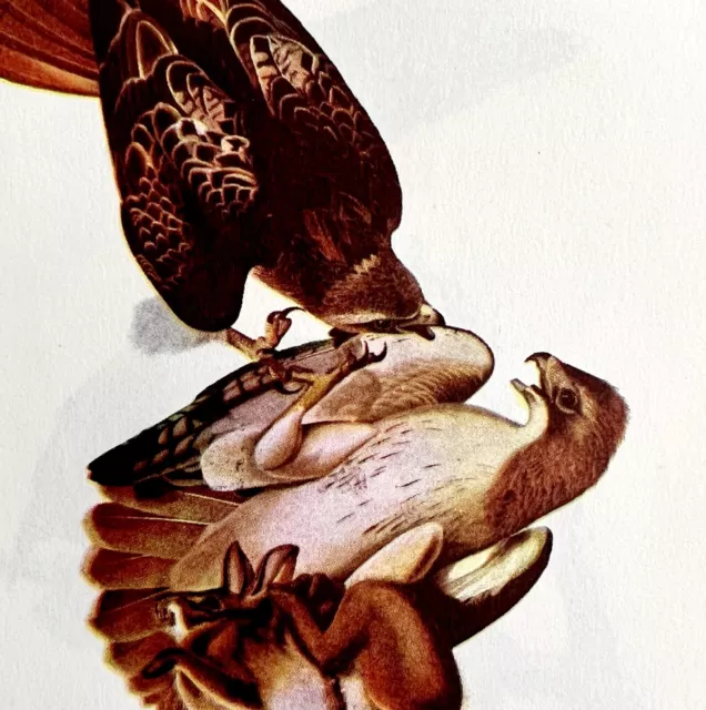 Red Tailed Hawk Bird Lithograph 1950 Audubon Antique Art Print DWP6C