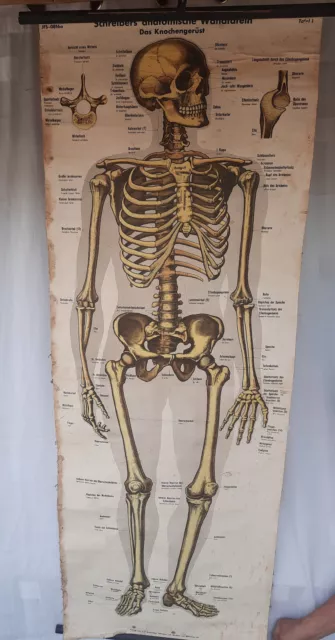 *antik Schreibers anatomische Wandtafeln Das Knochengerüst Alte Karte Arzt