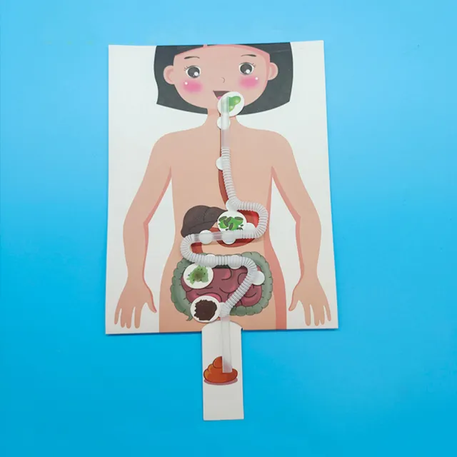 2 Sets Human Digestive System DIY Model Toys Anatomy Poster Toddler