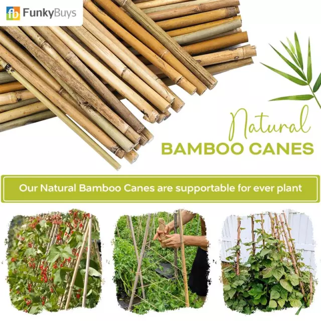 2FT 3FT 4FT 5FT 6FT Bamboo Garden Canes Strong Thick Quality Plant Support Stick