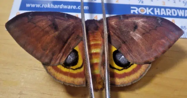 Captive Reared Female IO Silk Moth Automeris io Saturniidae Southeast Texas E269