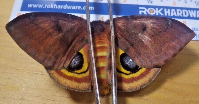 Captive Reared Female IO Silk Moth Automeris io Saturniidae Southeast Texas E269