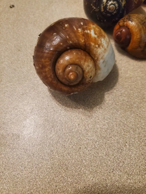 25 UNCLEANED FLORIDA Apple Snail Shells! Great For Shell Dwellers ...
